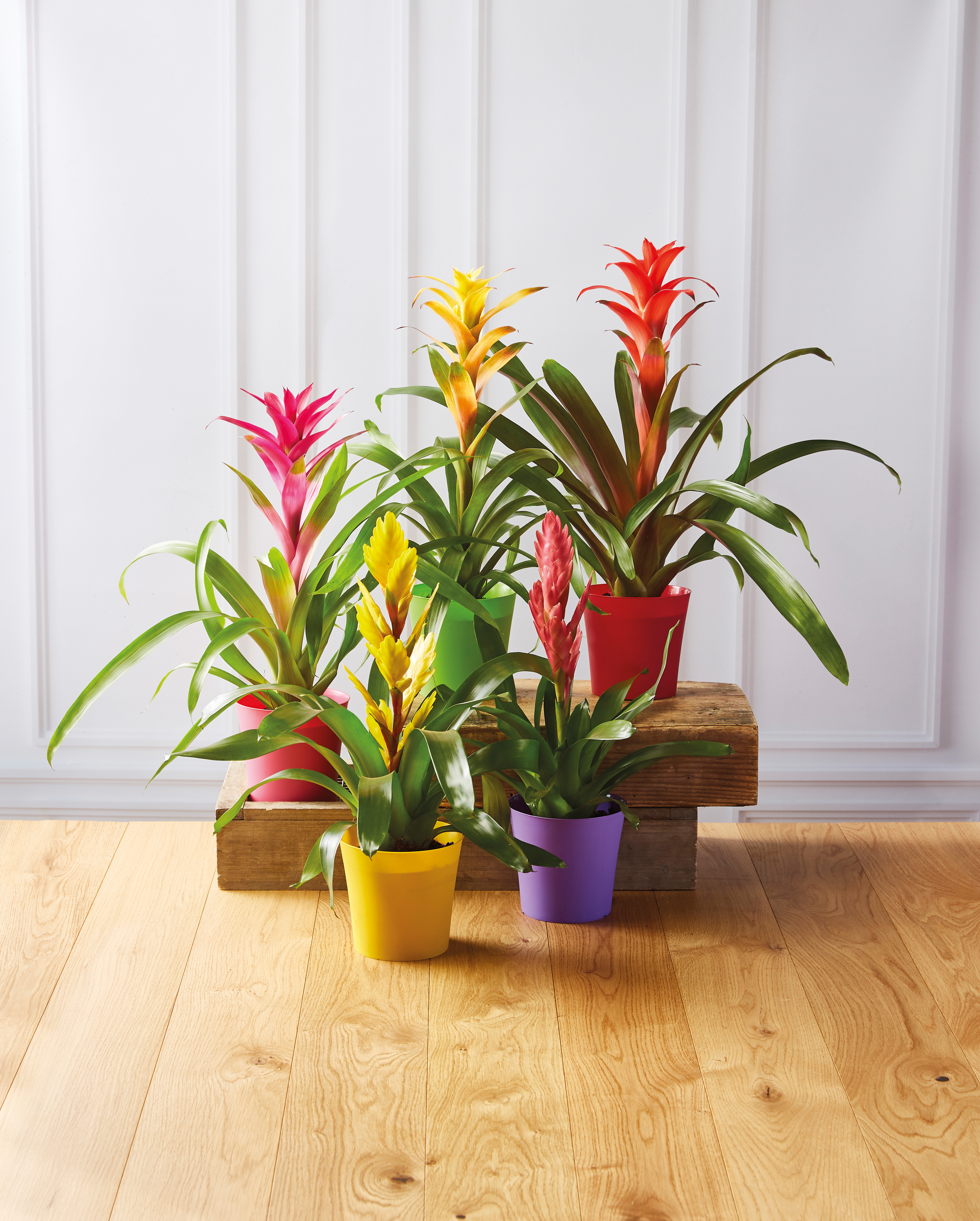  BROMELIA code EAN 8717728057927 