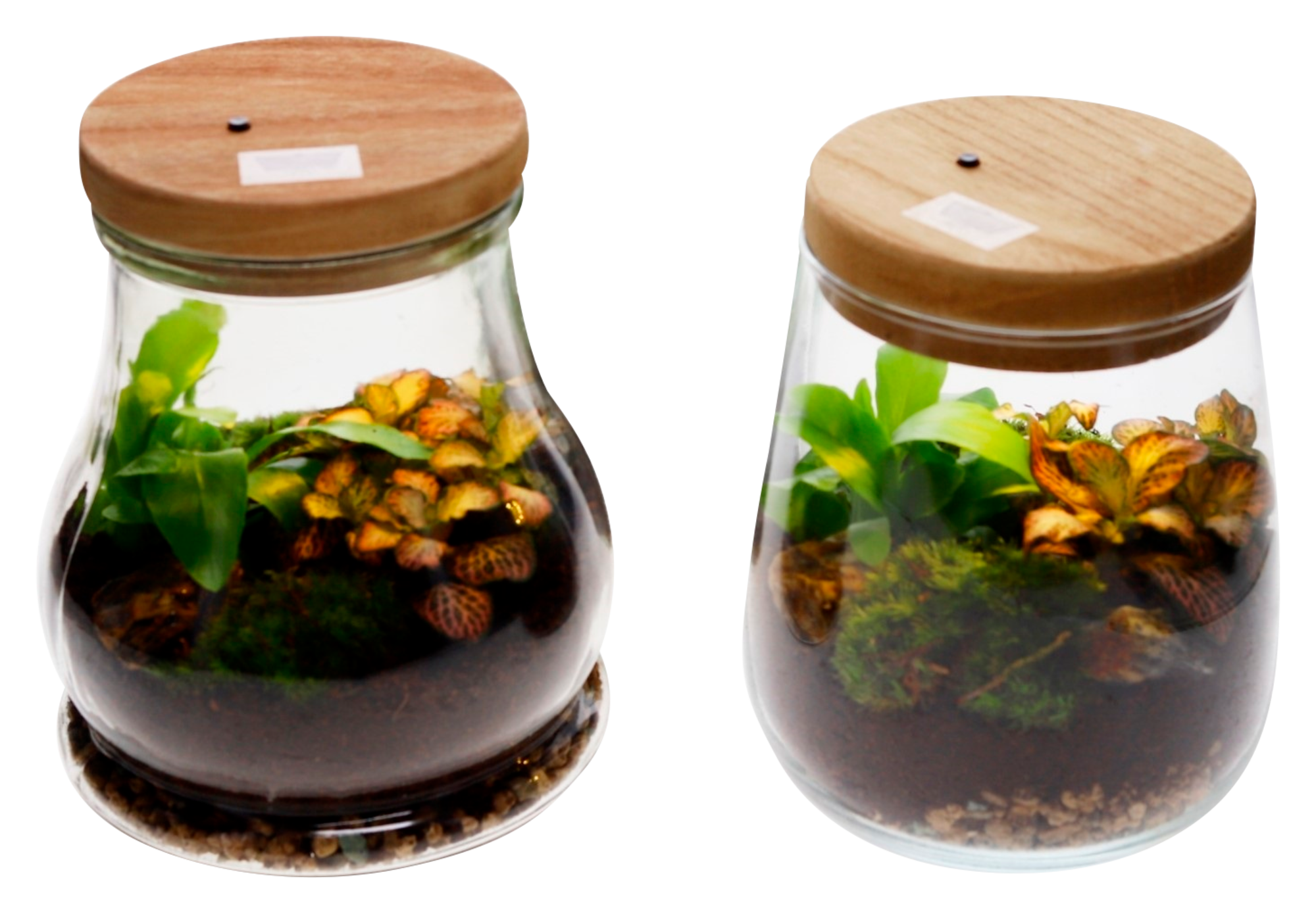  Terrarium 2 plantes avec led code EAN 8717929097654 
