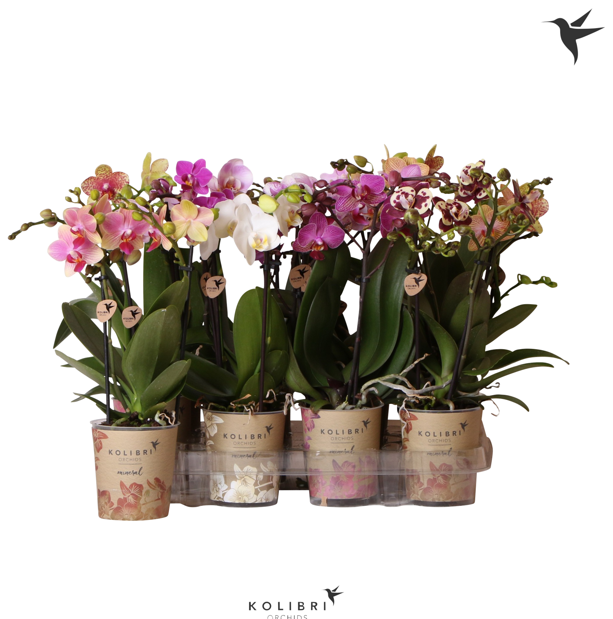  Orchidée 2 branches avec couvre pot code EAN 8717929493197 