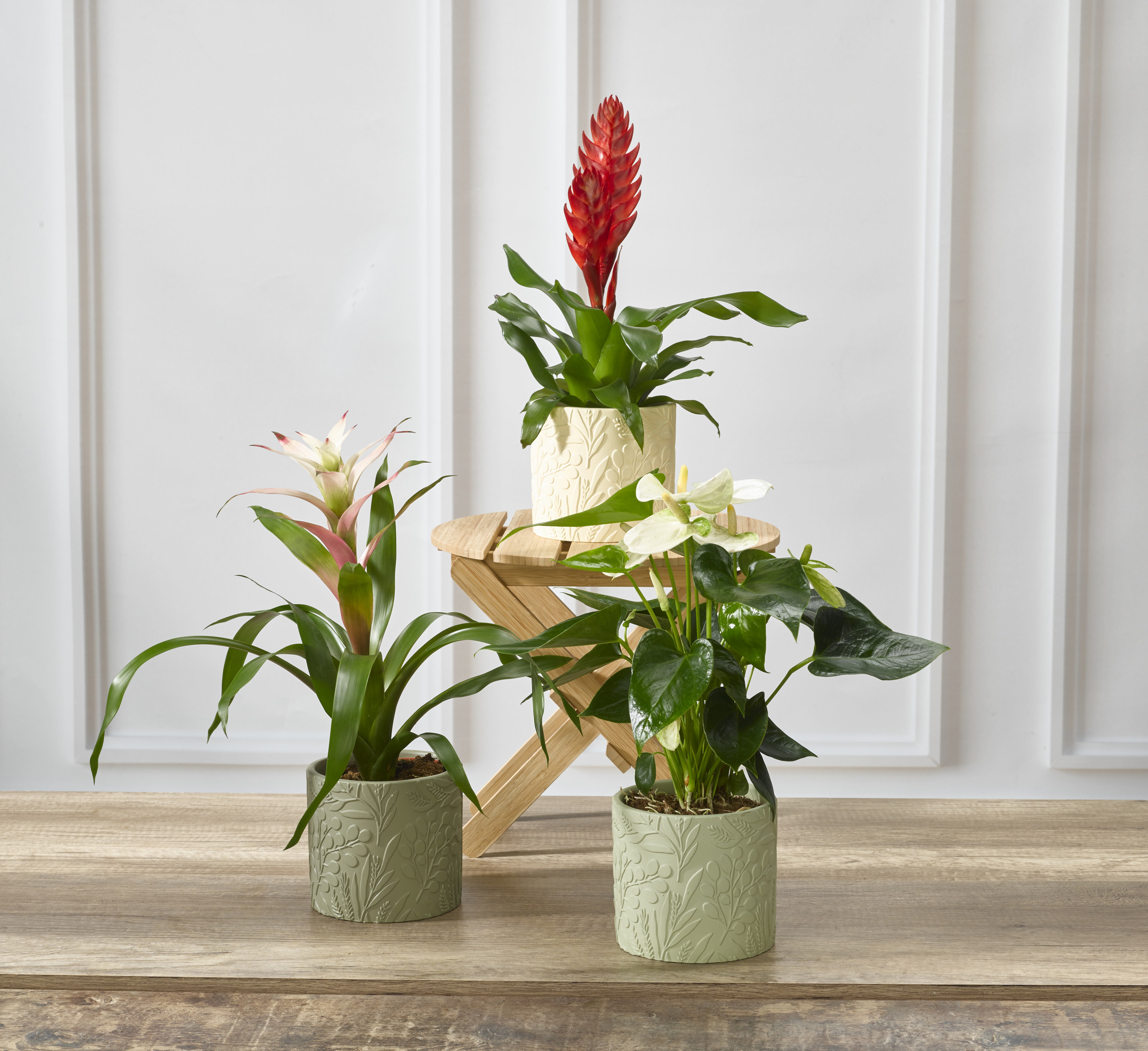  PLANTE FLEURIE code EAN 8717929518586 