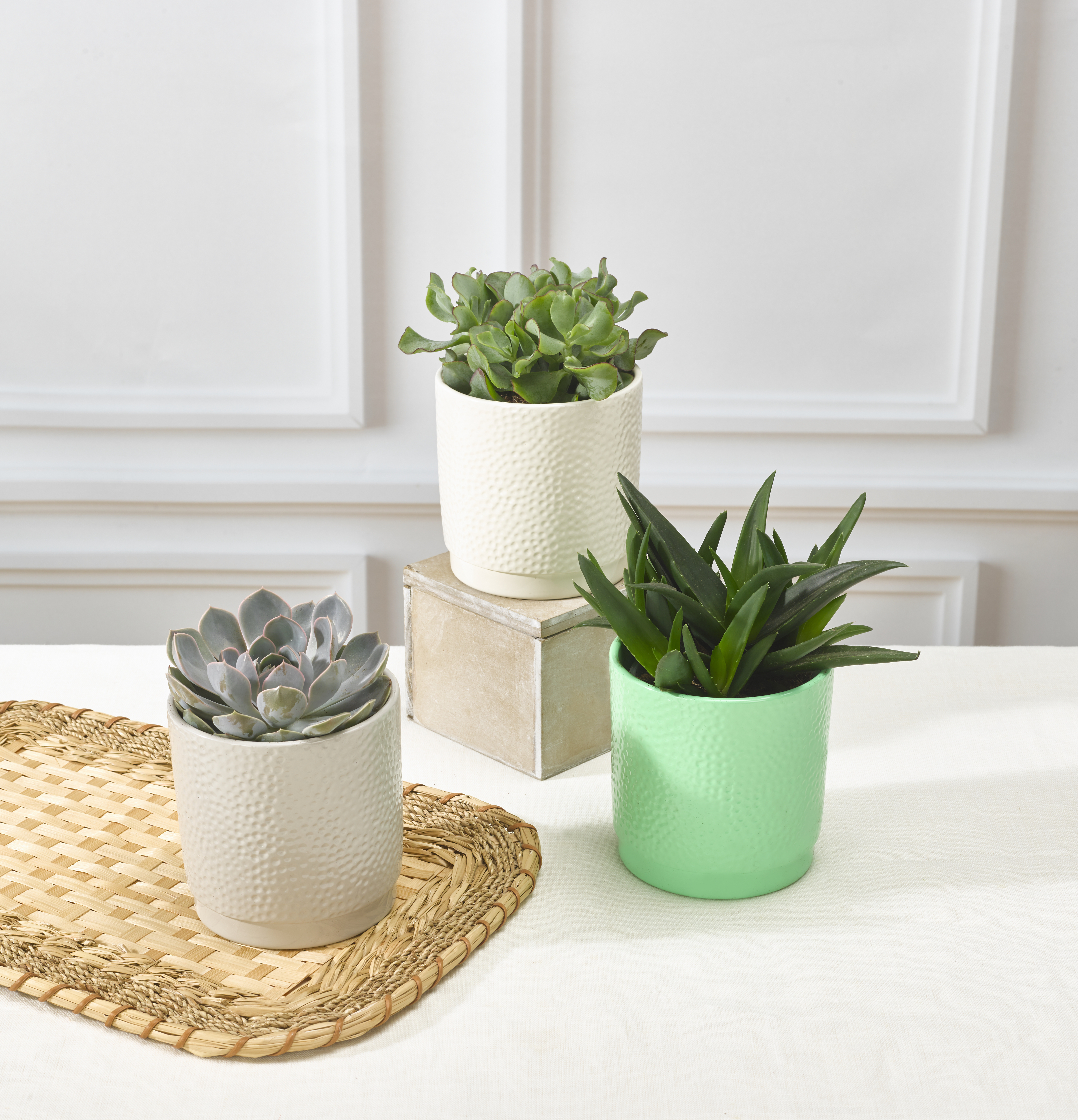  SUCCULENTES code EAN 8717929519798 