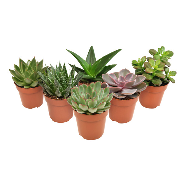  Plante grasse code EAN 8717929959785 