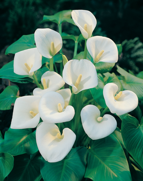  Plante vivace code EAN 8717972000137 