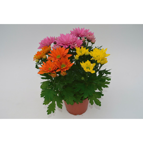 Chrysanthème 8717972009666 (8717972009666)