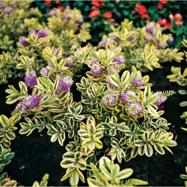  Véronique code EAN 8717972012253 