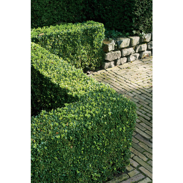  Buis bordure code EAN 8717972012956 