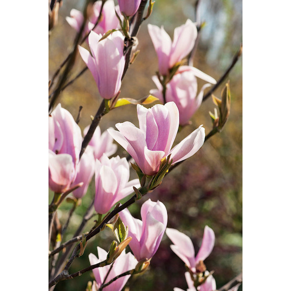  Magnolia
 code EAN 8717972013724 