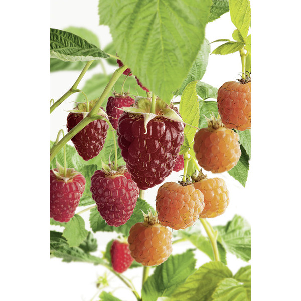  Framboisier
 code EAN 8717972057117 