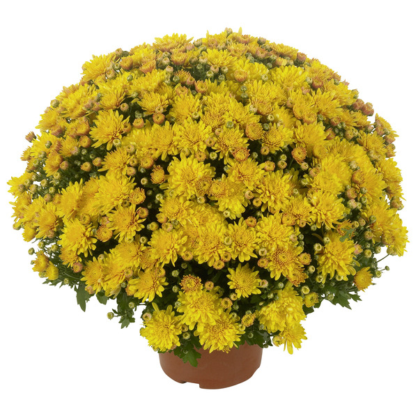  Chrysanthème pomponette code EAN 8717972057490 