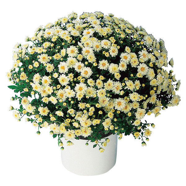  Chrysanthème pomponette code EAN 8717972057506 
