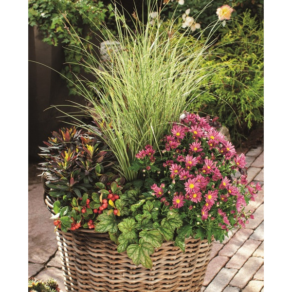 Composition 8717972057513 