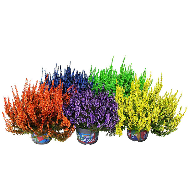 Bruyère teintée 8717972057544 