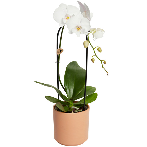 Orchidée cascade 8717972078136 