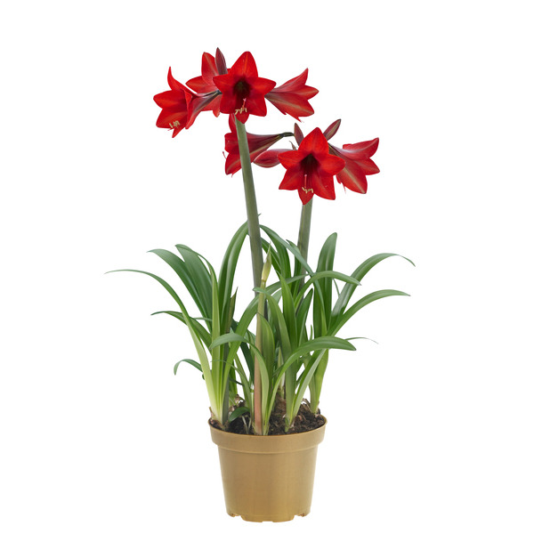  Amaryllis code EAN 8717972079546 