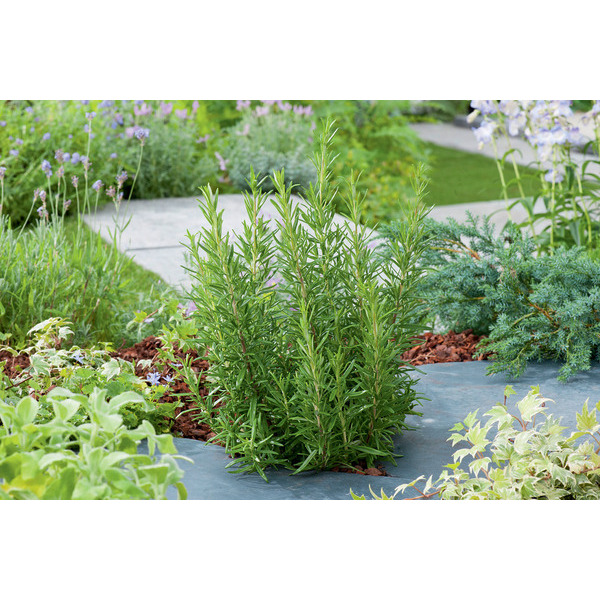  Aromatique code EAN 8717972080238 