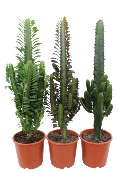  Euphorbe code EAN 8717972081112 