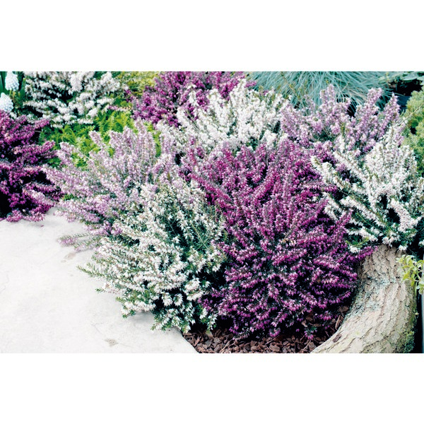 BRUYÈRE DARLEYENSIS MIX 8717972084434 (8717972084434)