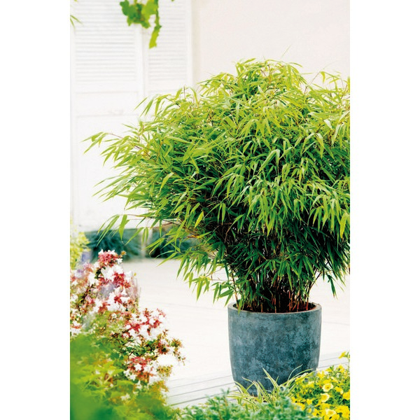  FARGESIA RUFA code EAN 8717972084472 