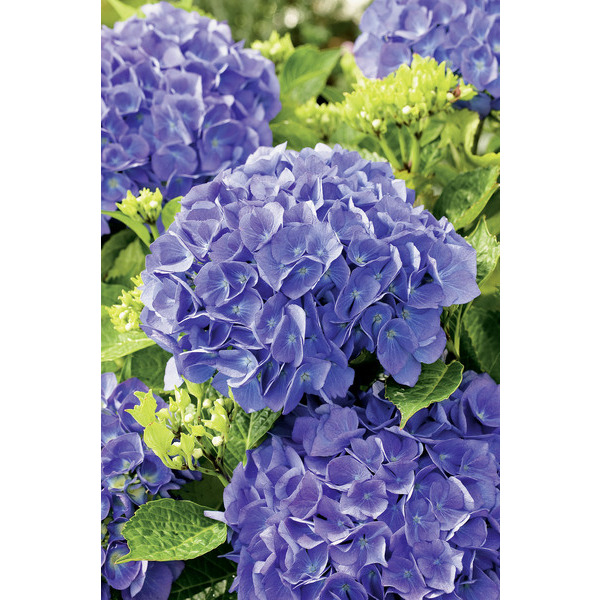 Hortensia 8717972085332 Hortensia 8717972085332