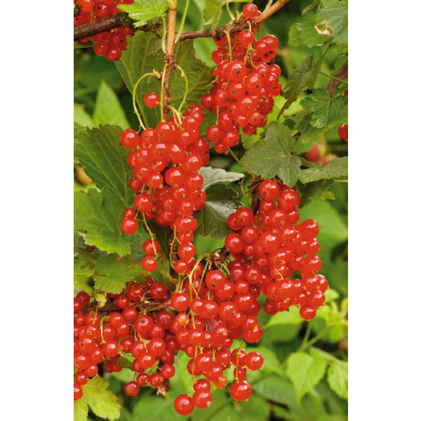  Arbustes À Petits Fruits  code EAN 8717972085394 