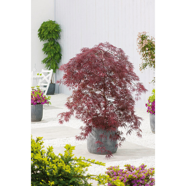  Érable code EAN 8717972086919 