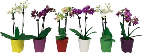 MINI PHALAENOPSIS & SON POT EN CÉRAMIQUE
