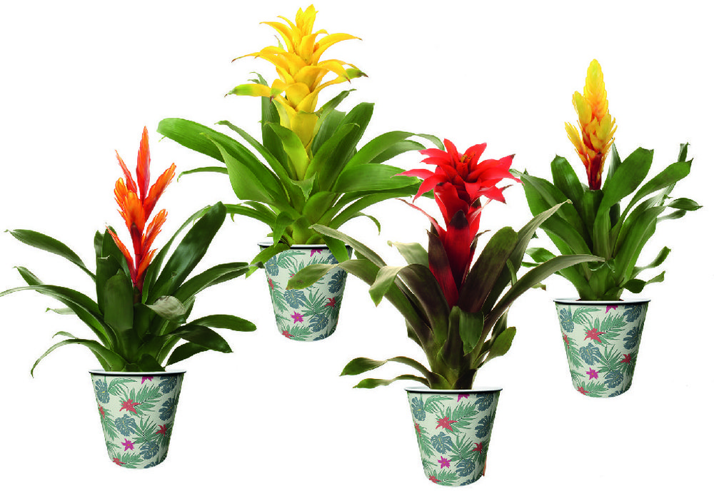 BROMÉLIA & SON POT COVER 8718657095950 (8718657095950)