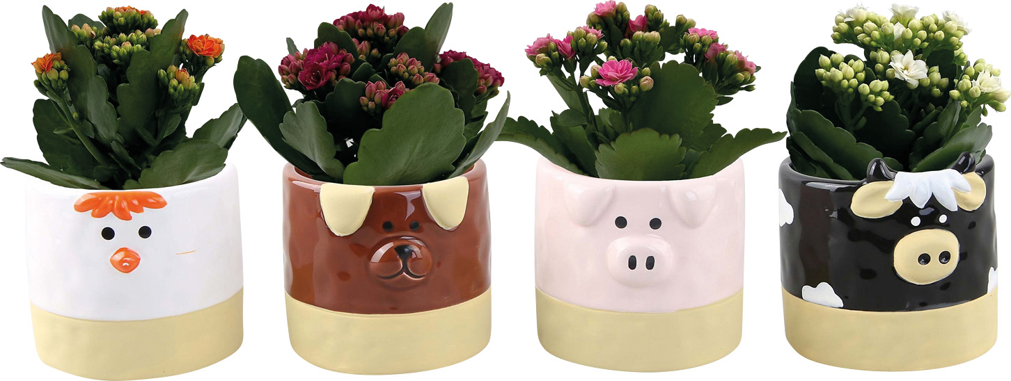  KALANCHOE code EAN 8718924509722 