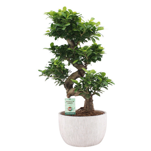 Ficus Ginseng 8719033270084 (8719033270084)