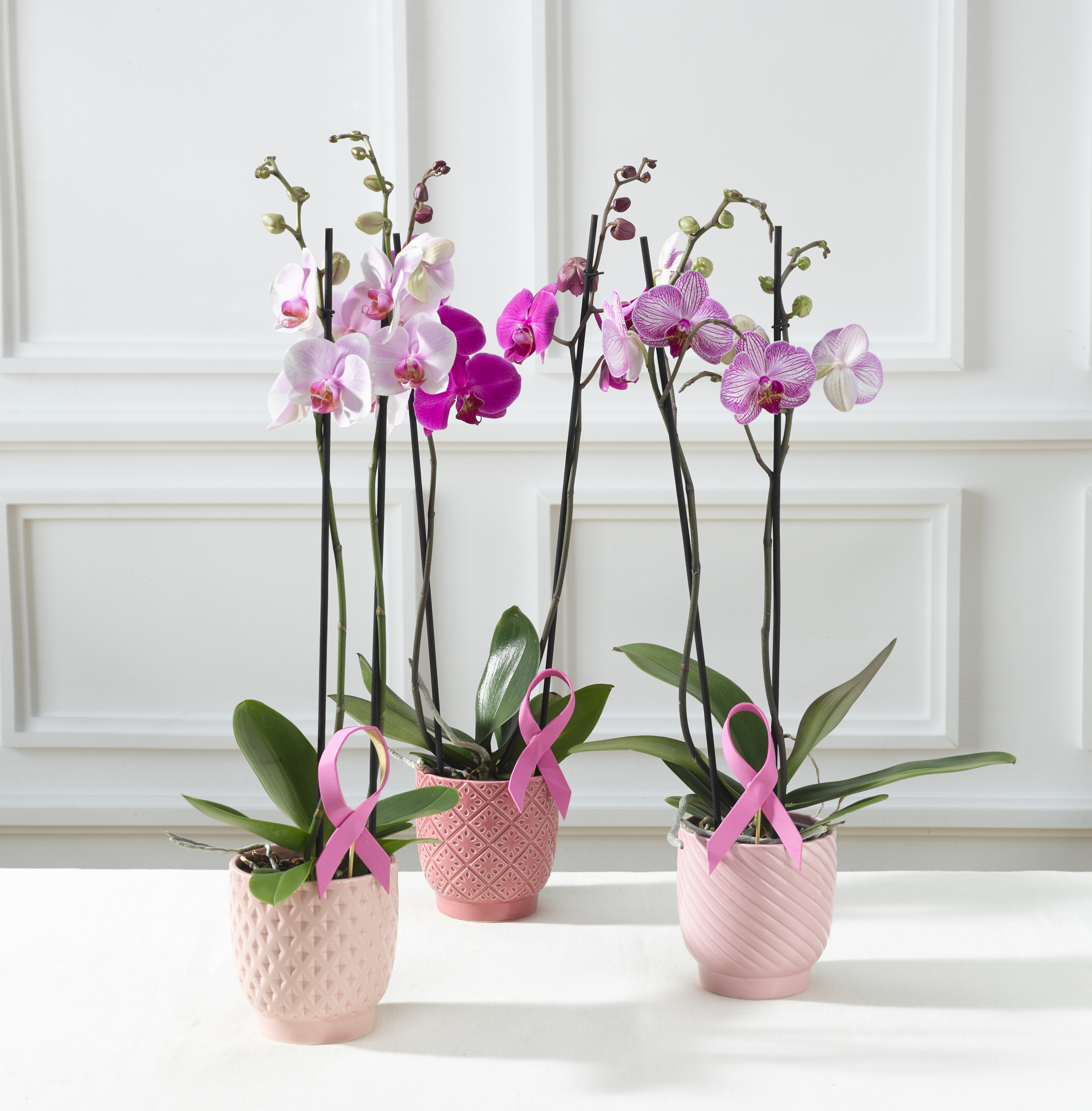  ORCHIDÉE PHALAENOPSIS code EAN 8719194421622 