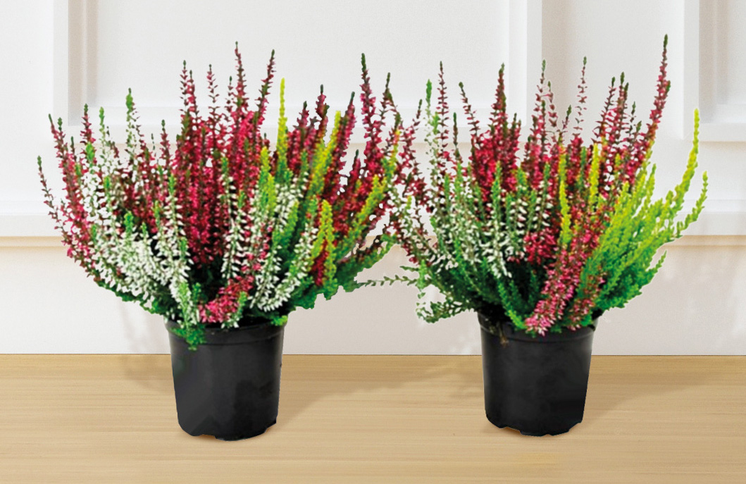  BRUYERE GARDEN GIRLS TRICOLORE code EAN 8719194434066 