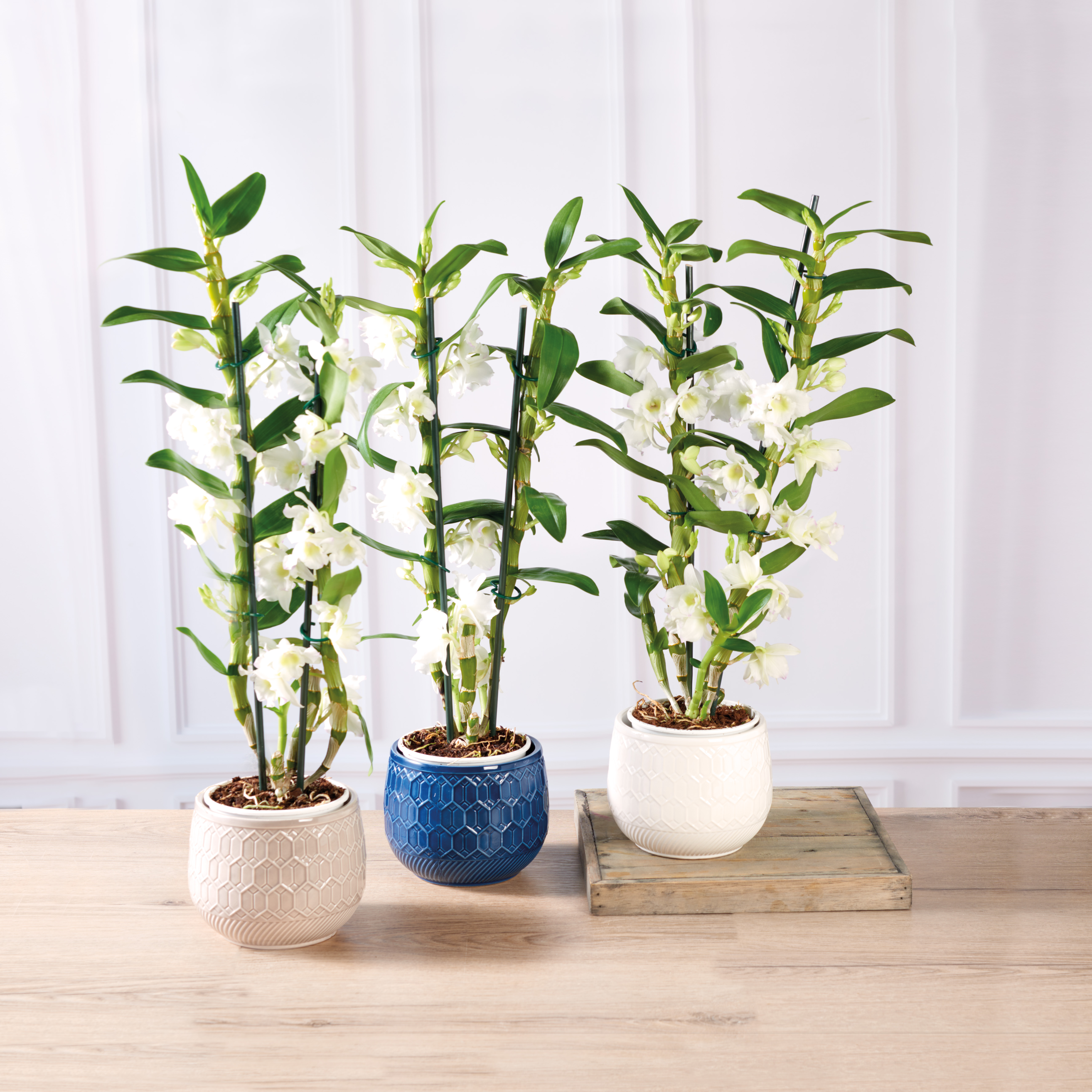  DENDROBIUM code EAN 8719194462724 