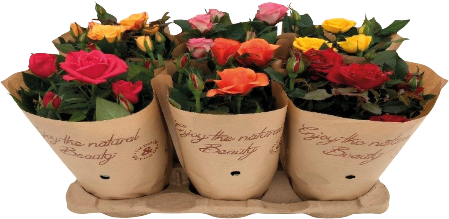  ROSIER code EAN 8719194484375 