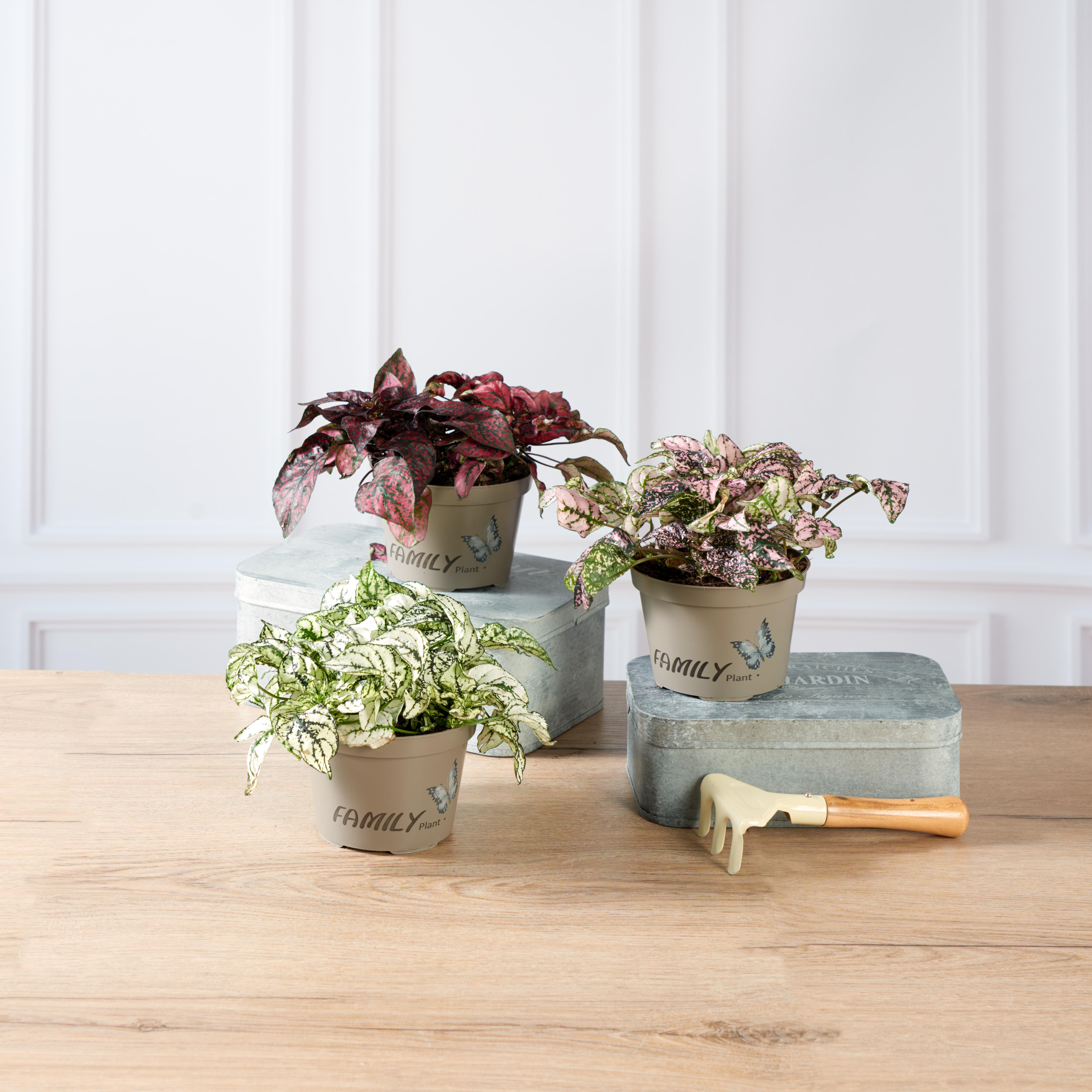  HYPOESTES PHYLLOSTACHYA code EAN 8719194517257 