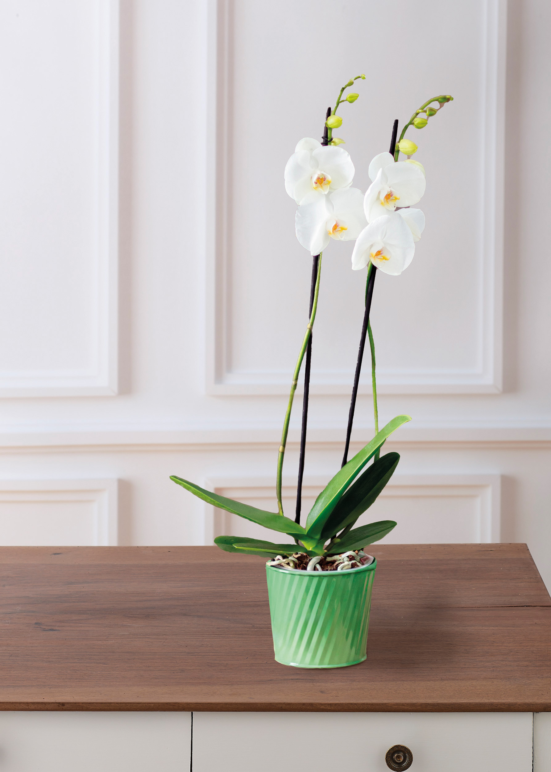  ORCHIDÉE 2 TIGES code EAN 8719194517721 