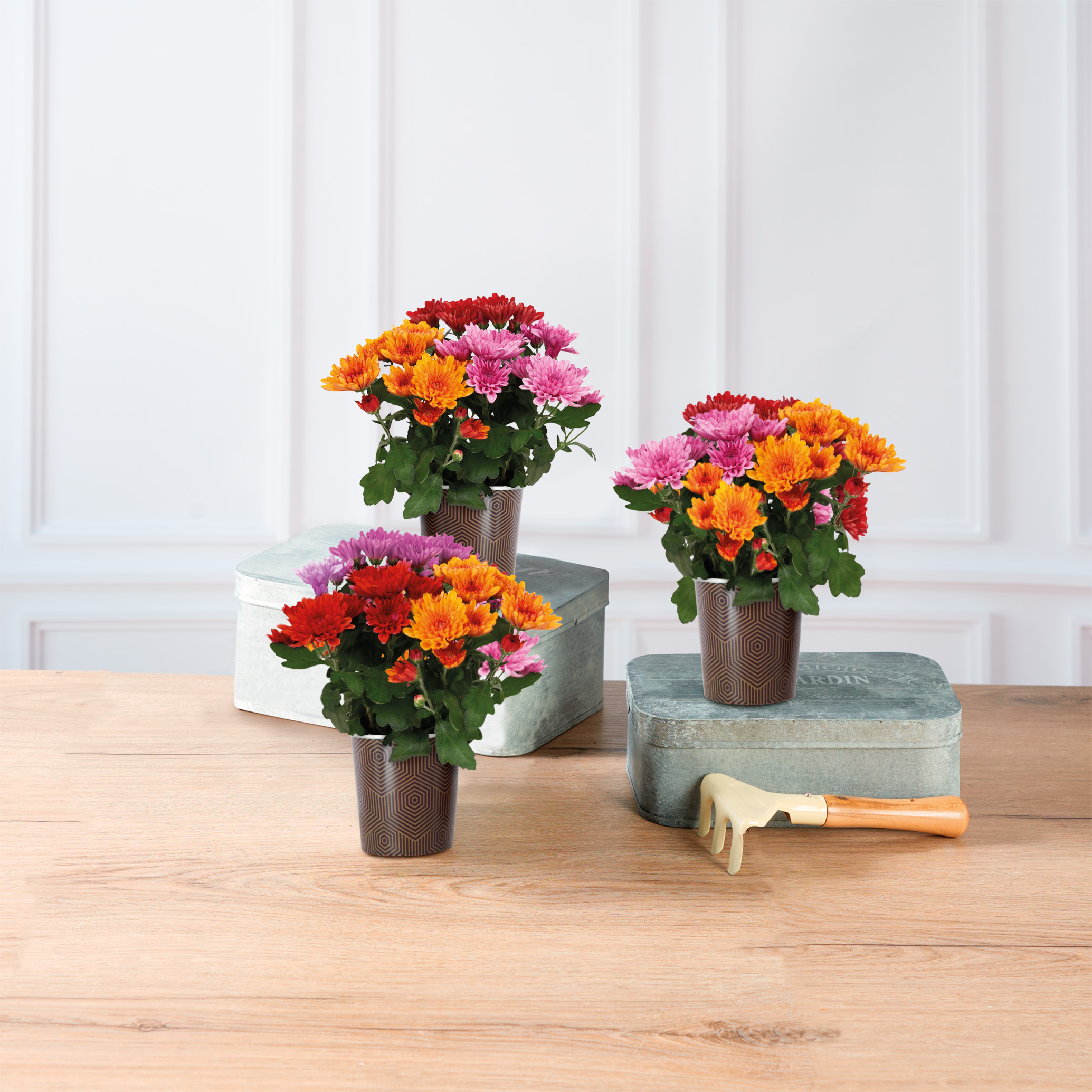  CHRYSANTHEME TRICOLORE code EAN 8719194522008 