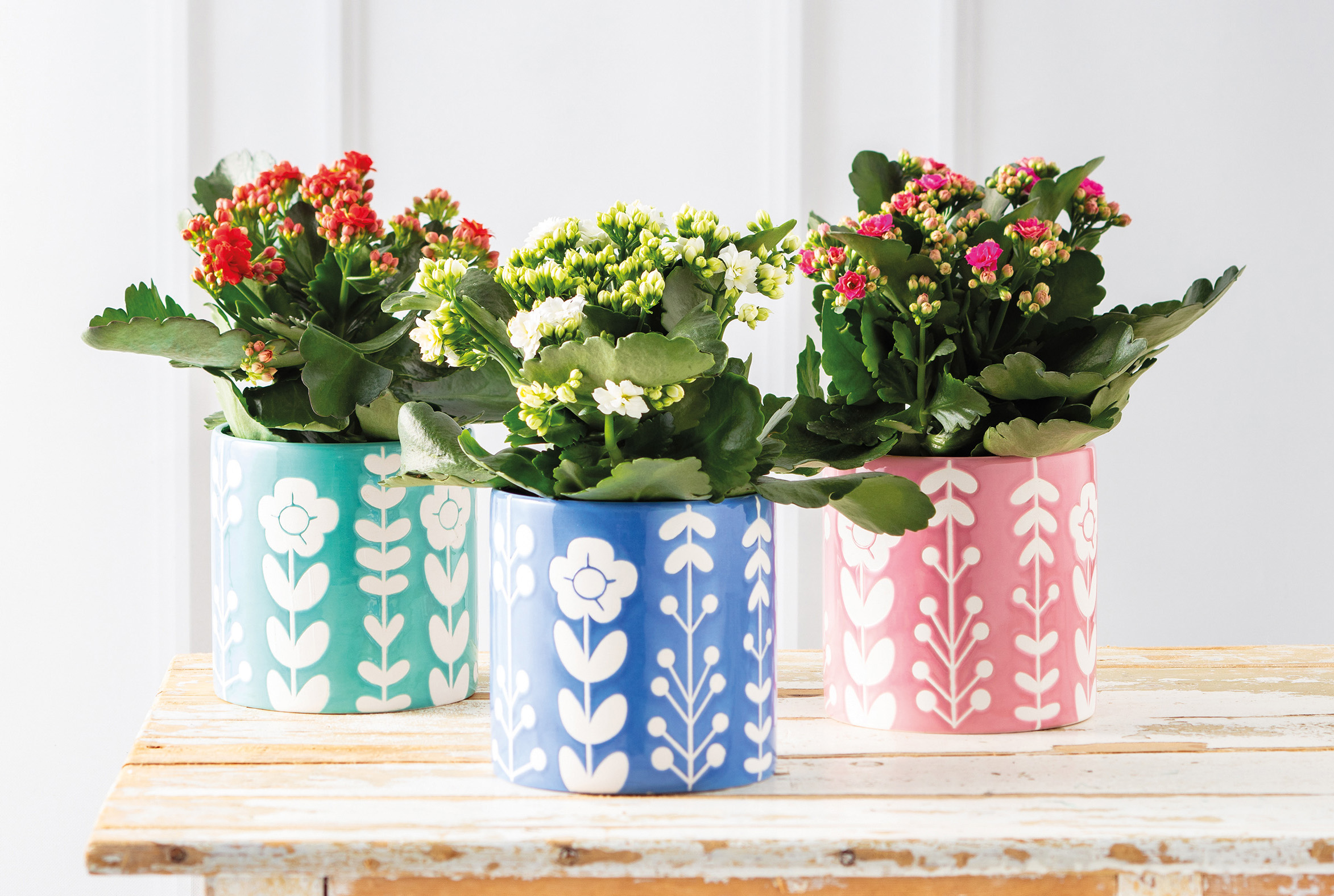  KALANCHOE code EAN 8719194522367 