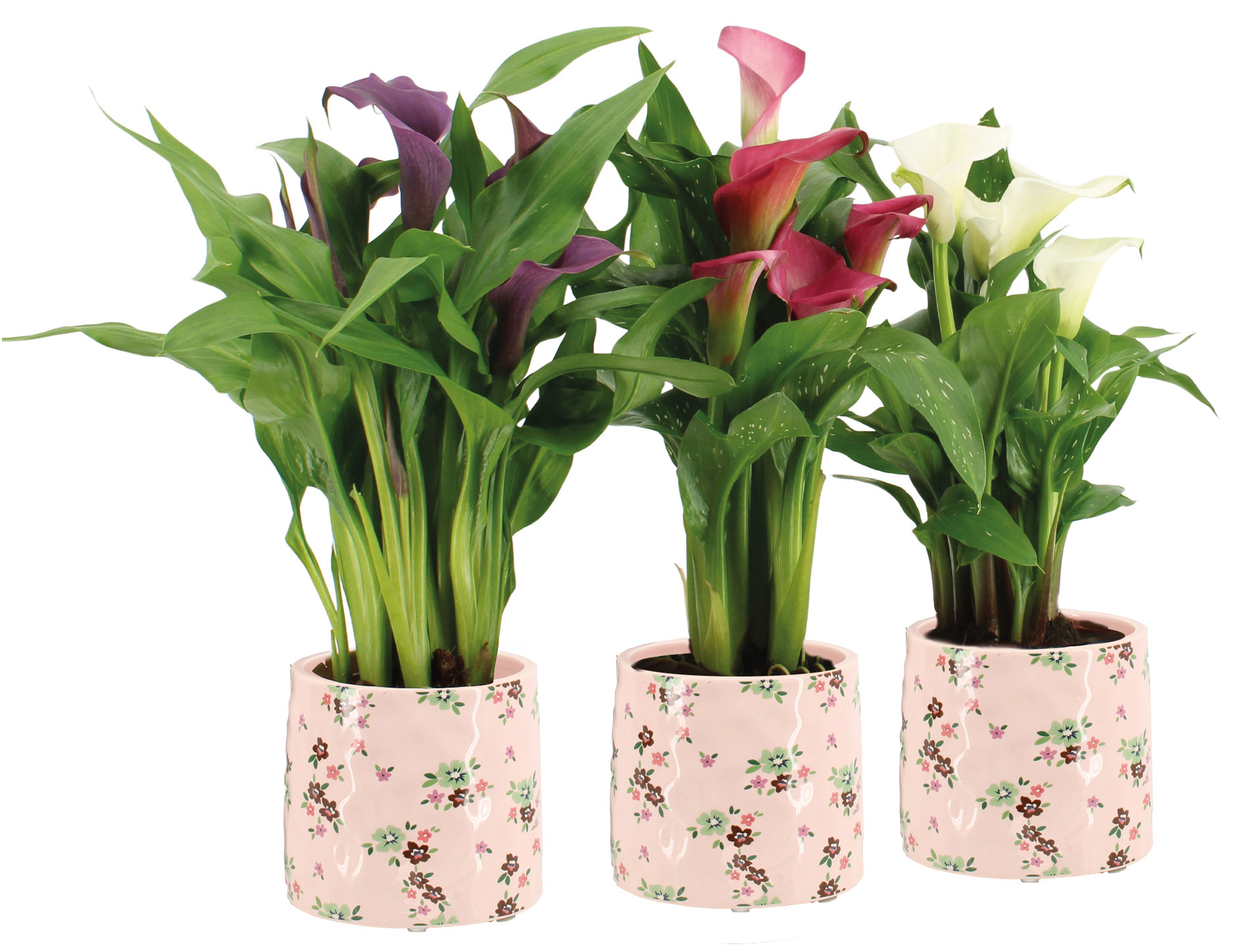  ARUM code EAN 8719194522374 