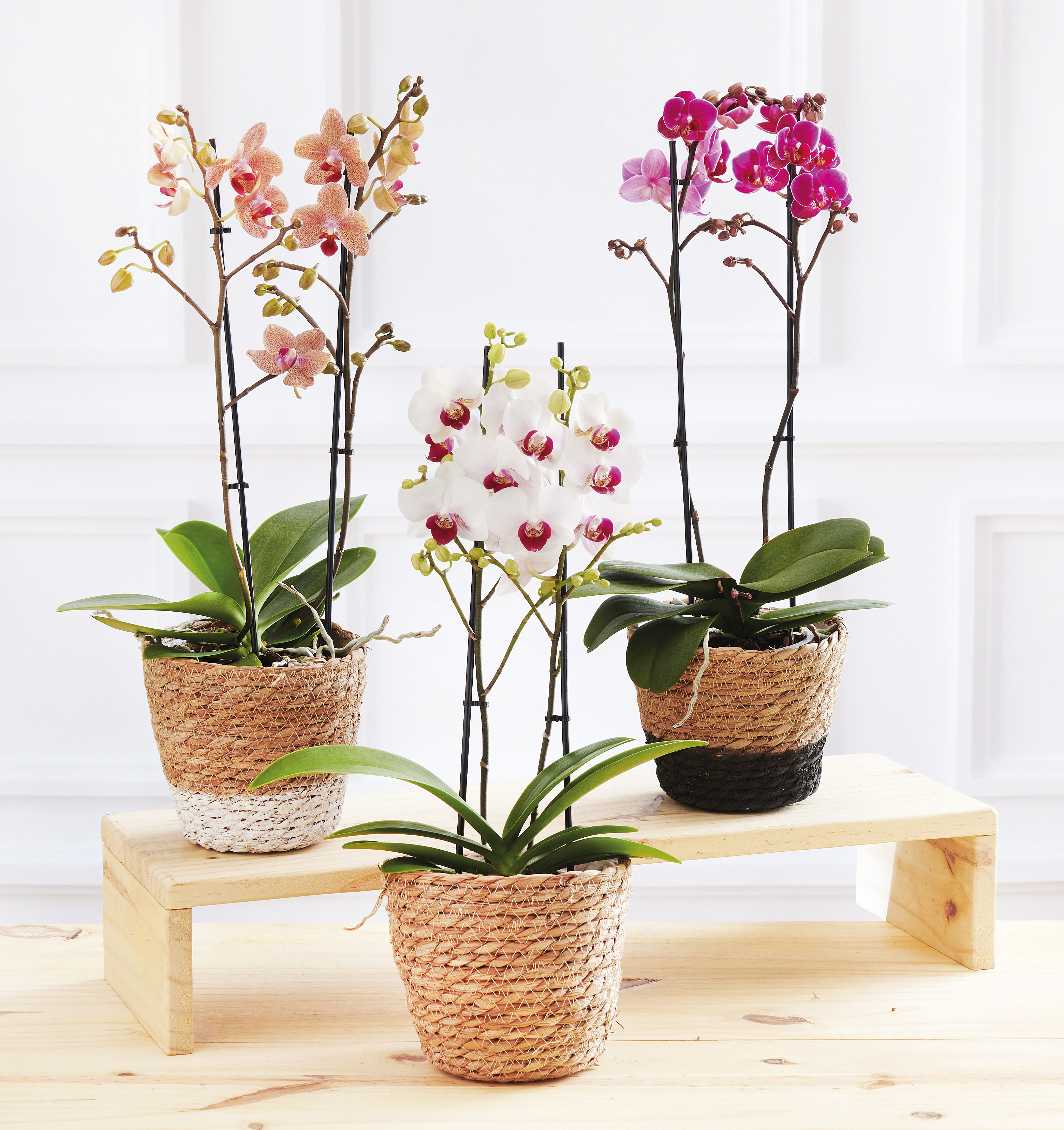  ORCHIDÉE 2 TIGES code EAN 8719194538214 