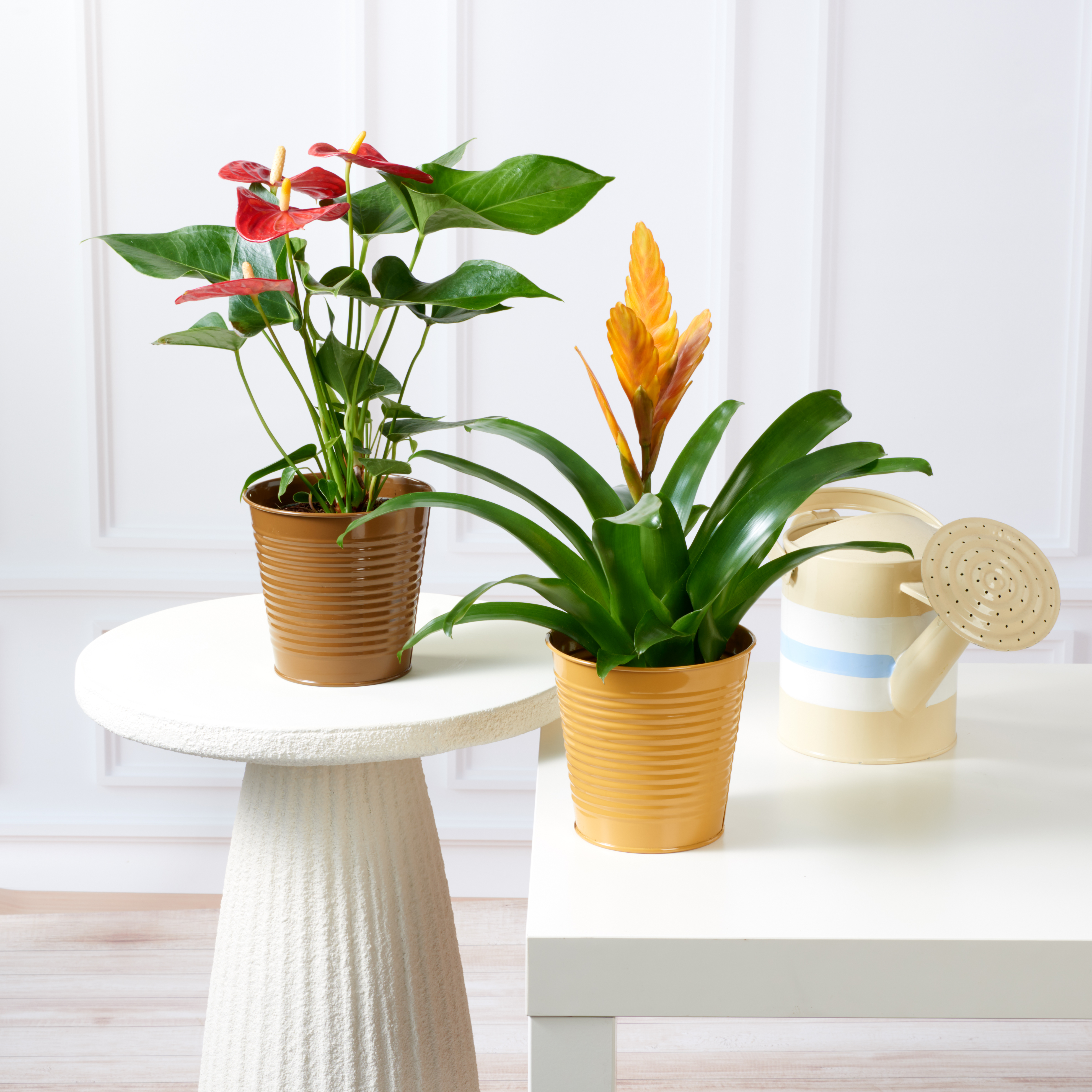  PLANTE FLEURIE LUXE code EAN 8719194543096 