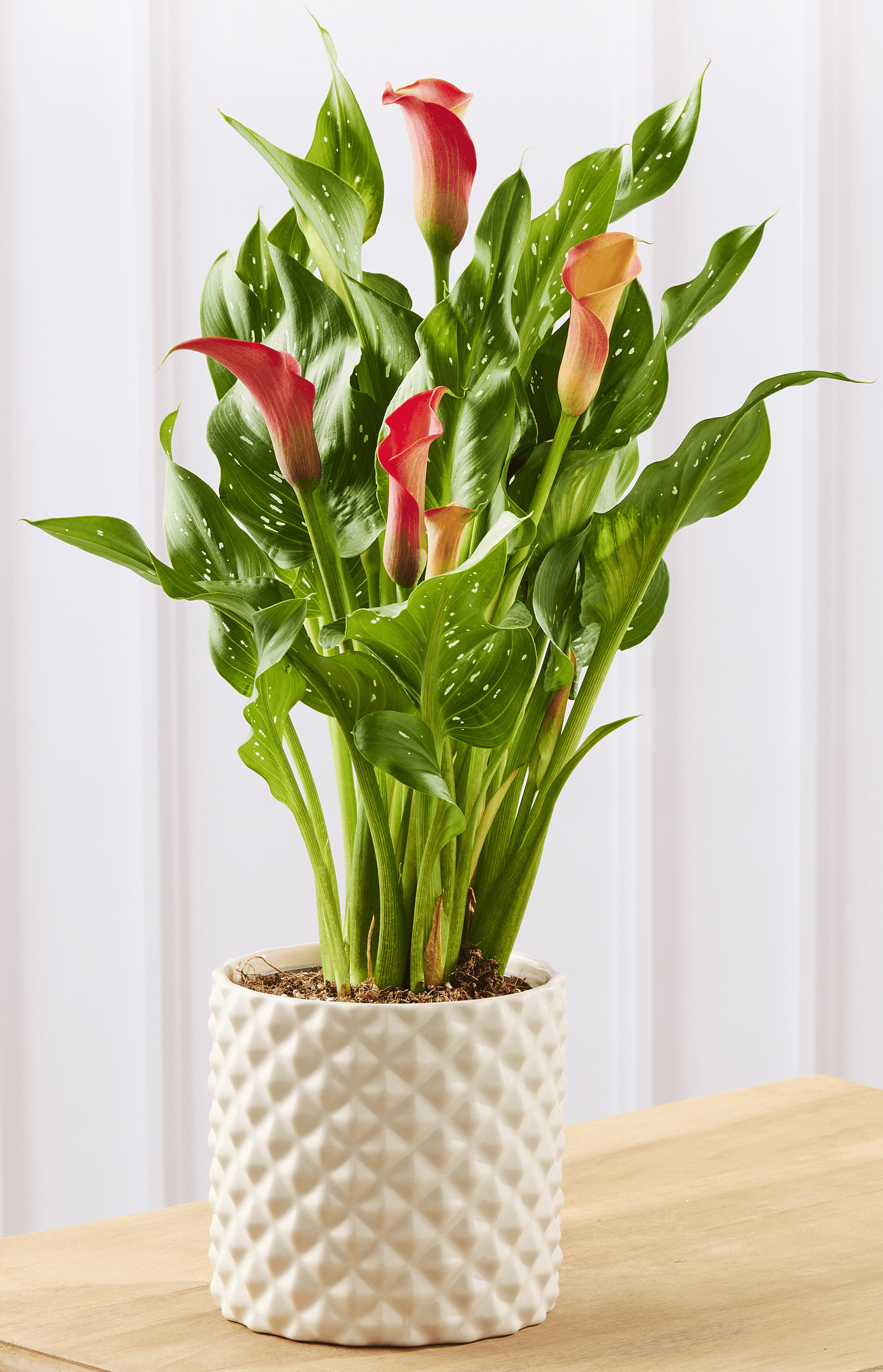  ARUM code EAN 8719194543256 