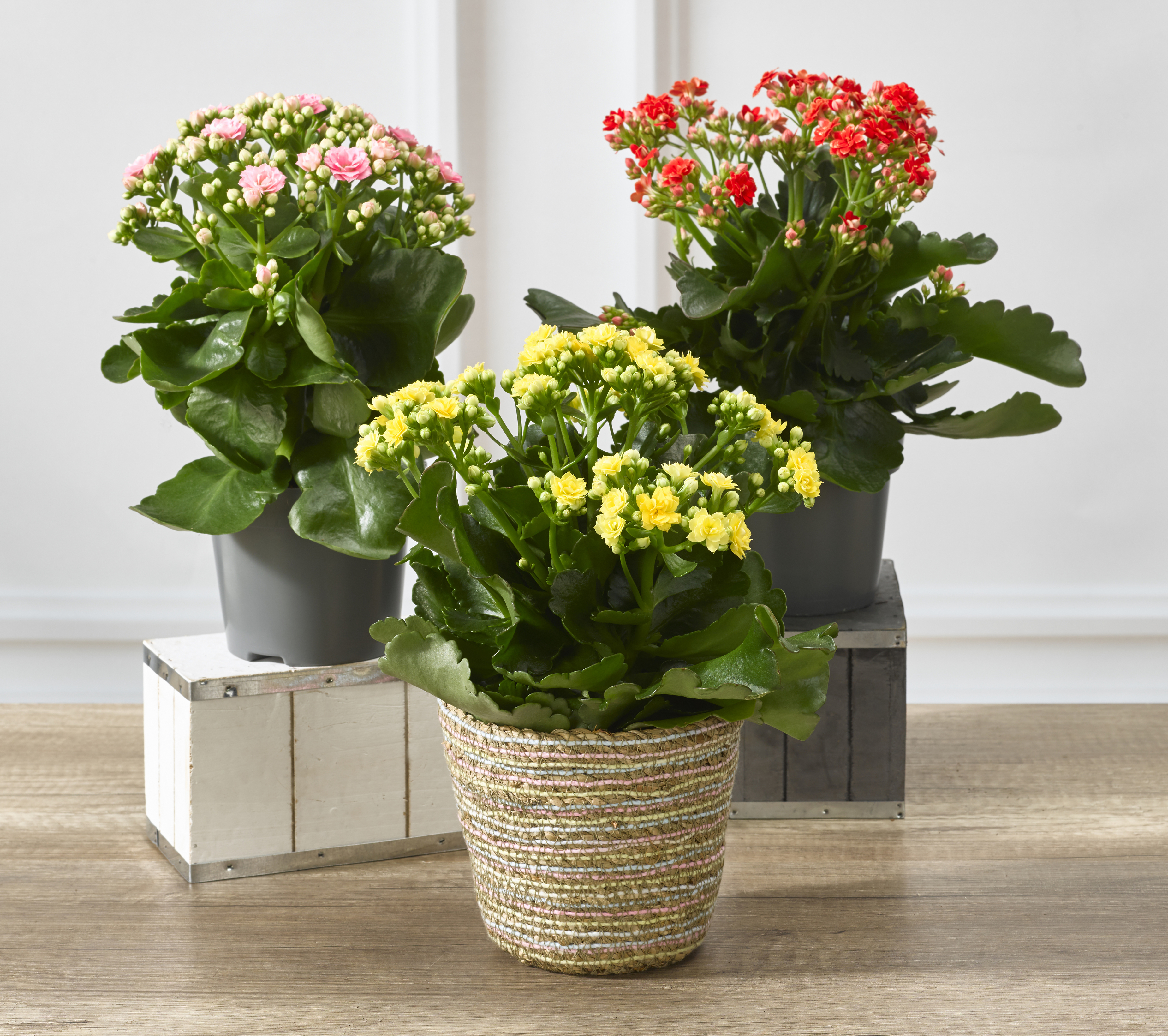  KALANCHOE code EAN 8719194544581 