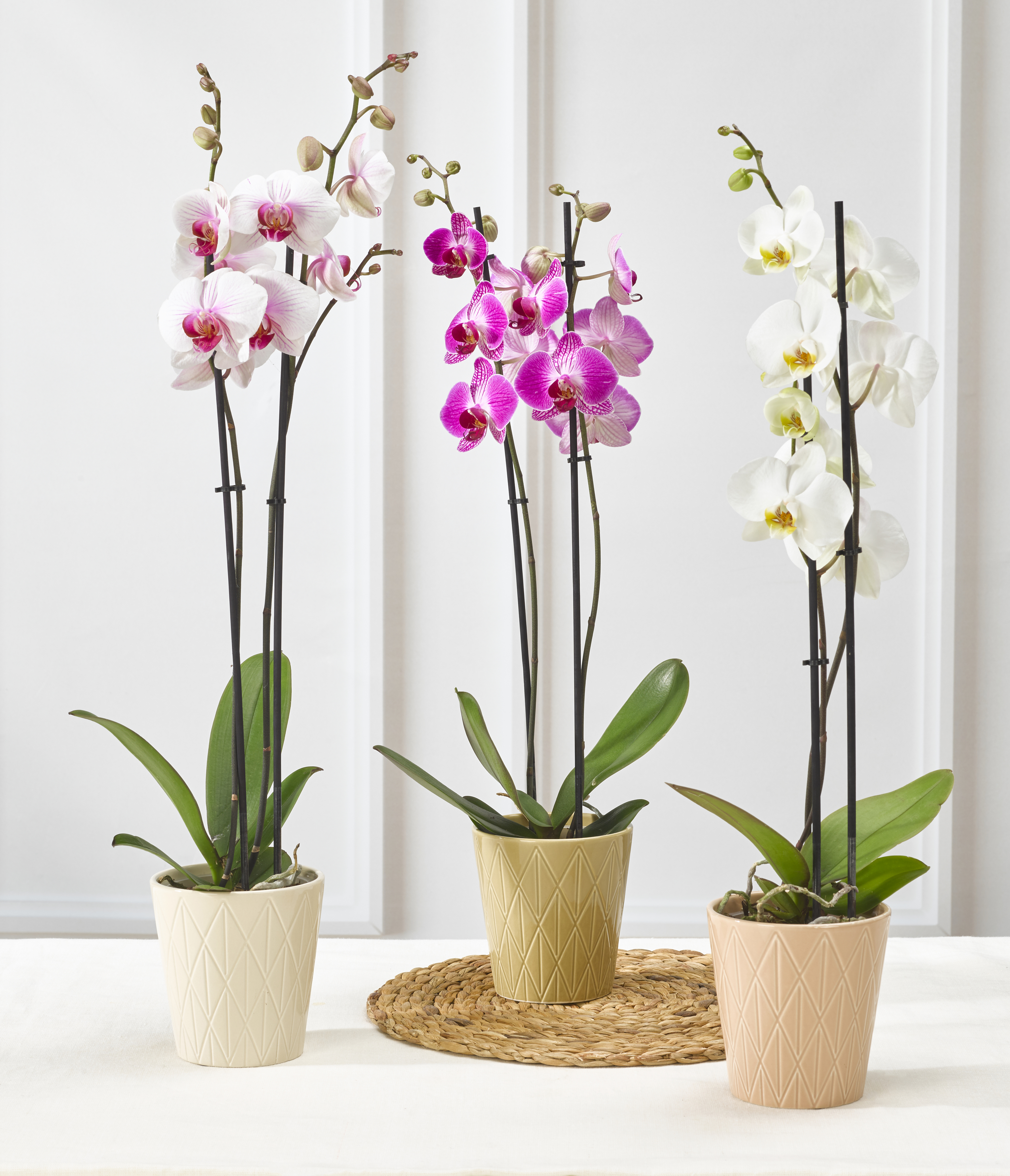  ORCHIDÉE 2 TIGES code EAN 8719194544598 