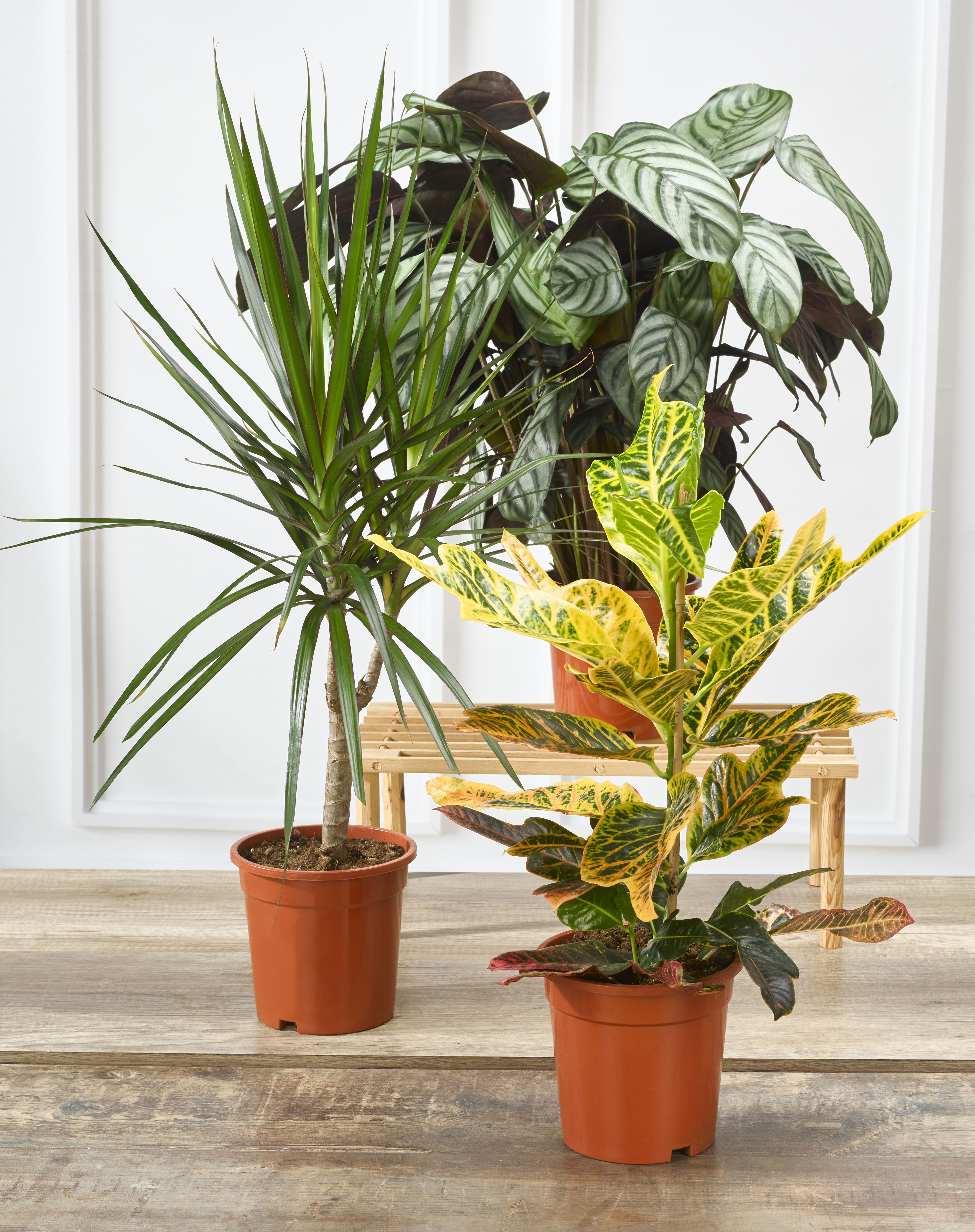  PLANTES VERTES code EAN 8719194544604 