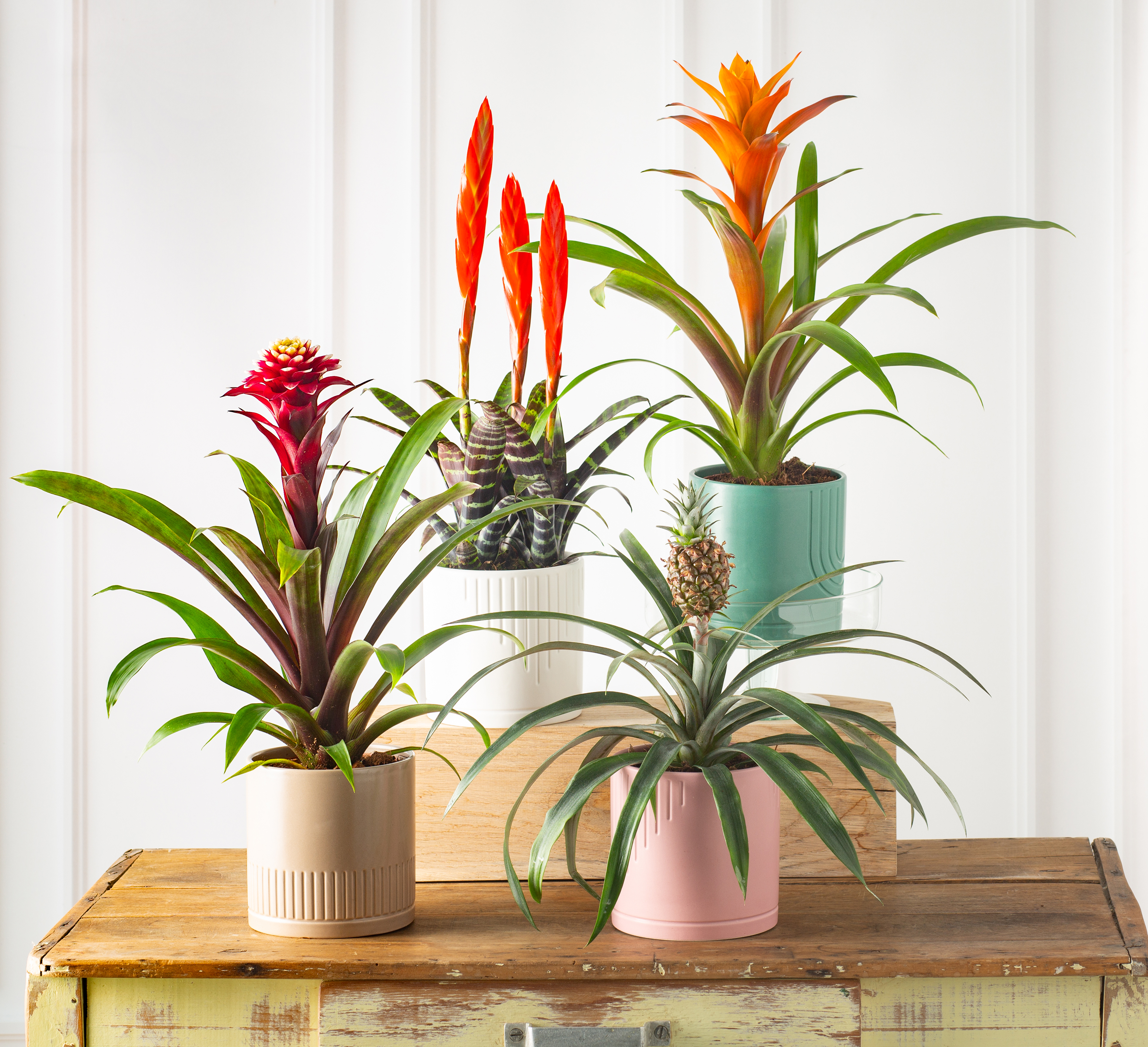  BROMELIAS LUXE code EAN 8719194545342 