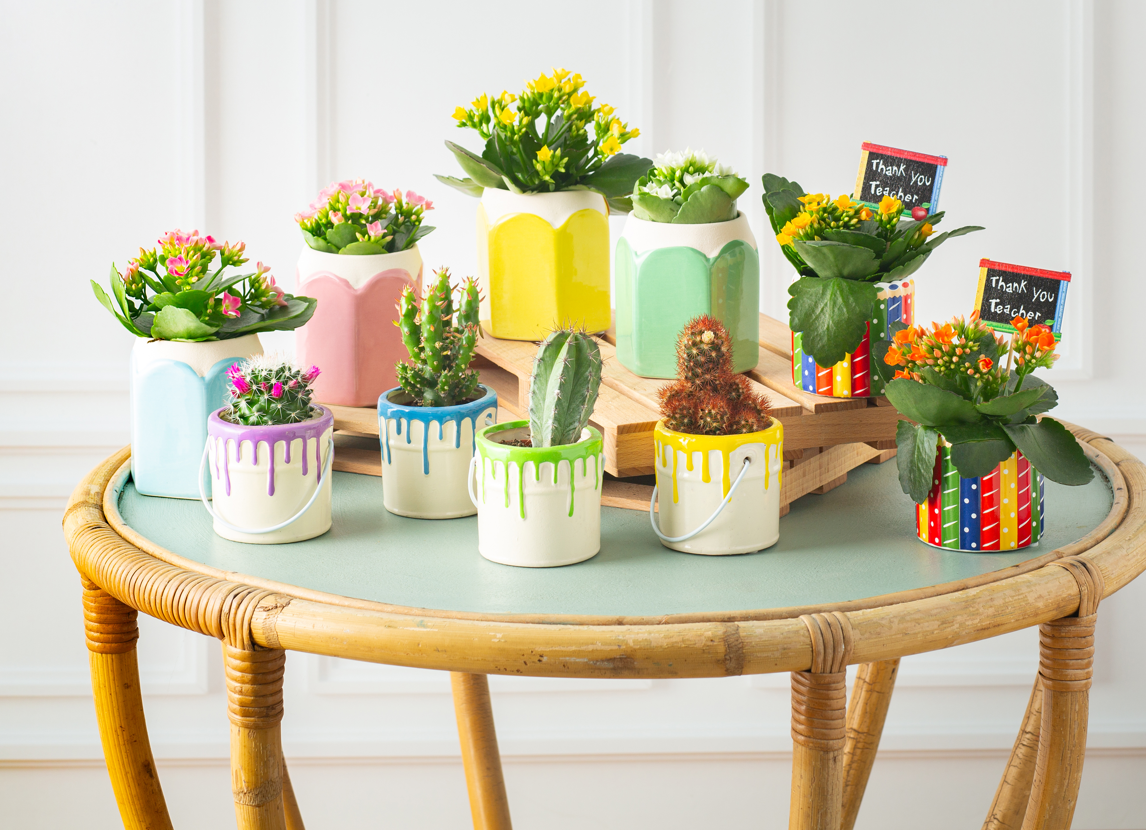  MIXTE KALANCHOE CACTUS code EAN 8719194545366 