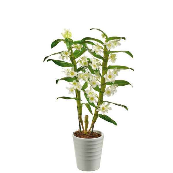 Dendrobium blanc 2 tiges 8719324744607 (8719324744607)