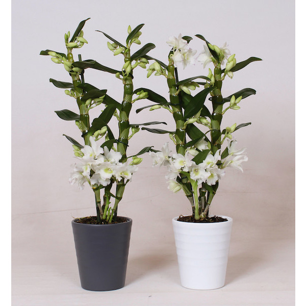  Dendrobium code EAN 8719325280289 