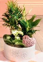 COMPOSITION PLANTES FLEURIES 8719908007074 (8719908007074)