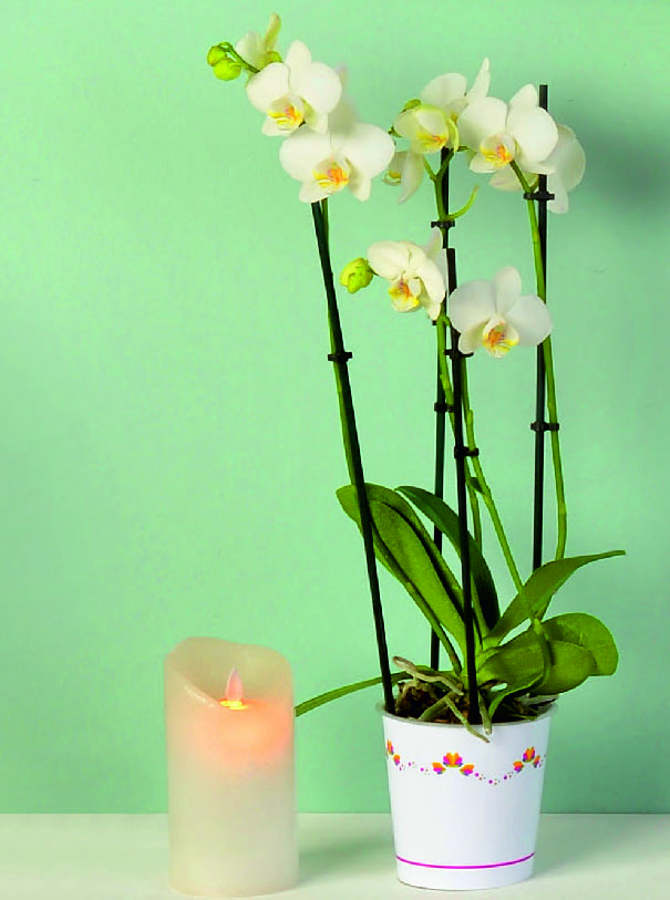 PHALAENOPSIS CROWN 8719908009016 